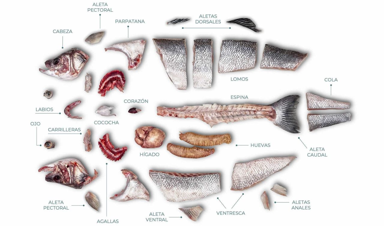 lubina Aquanaria 