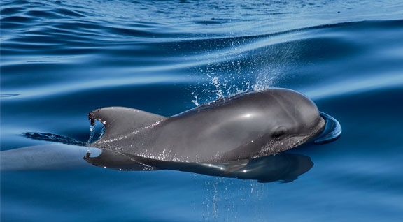 ballenas tenerife tenerife