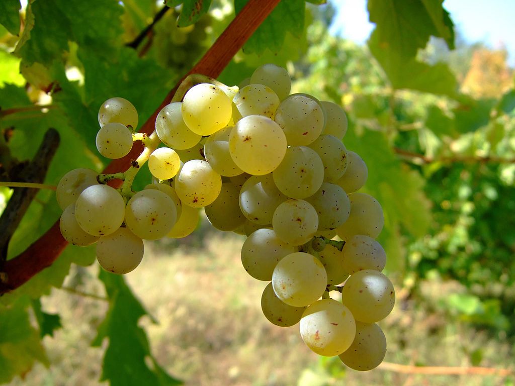 Sauvignon_blanc