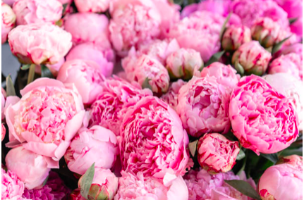 Peonia Collistar