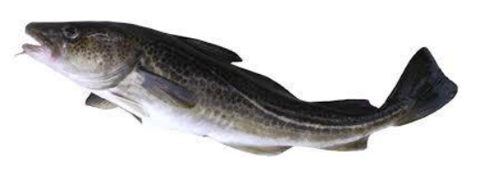 Cocina un pescado 