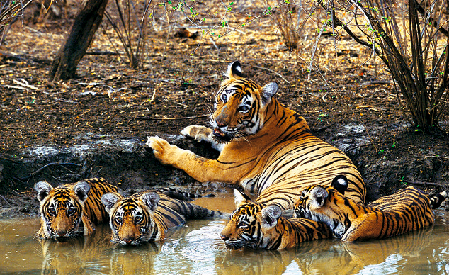 Madhya Pradesh tigres