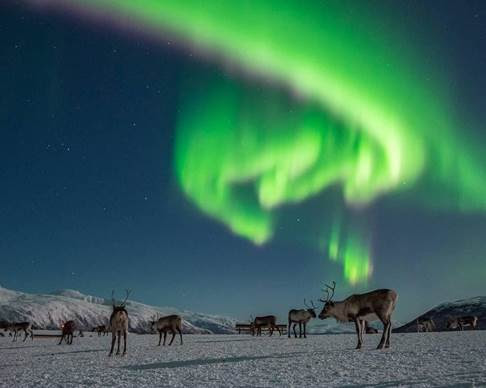 Laponia Finlandia renos