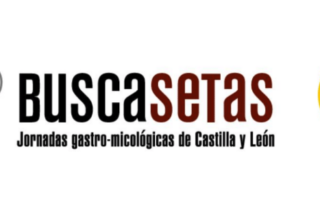 Buscasetas 2024
