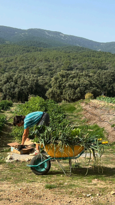 Coquetto Jaral de la mira