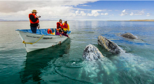 Loreto Loreto Baja California Sur ballenas