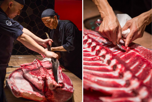 Villapadierna ronqueo atun rojo