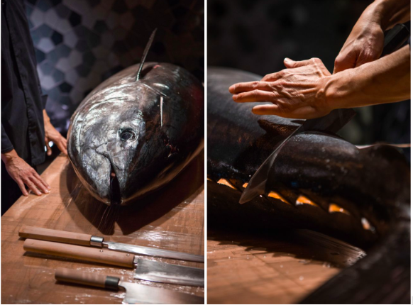 Villapadierna ronqueo atun rojo