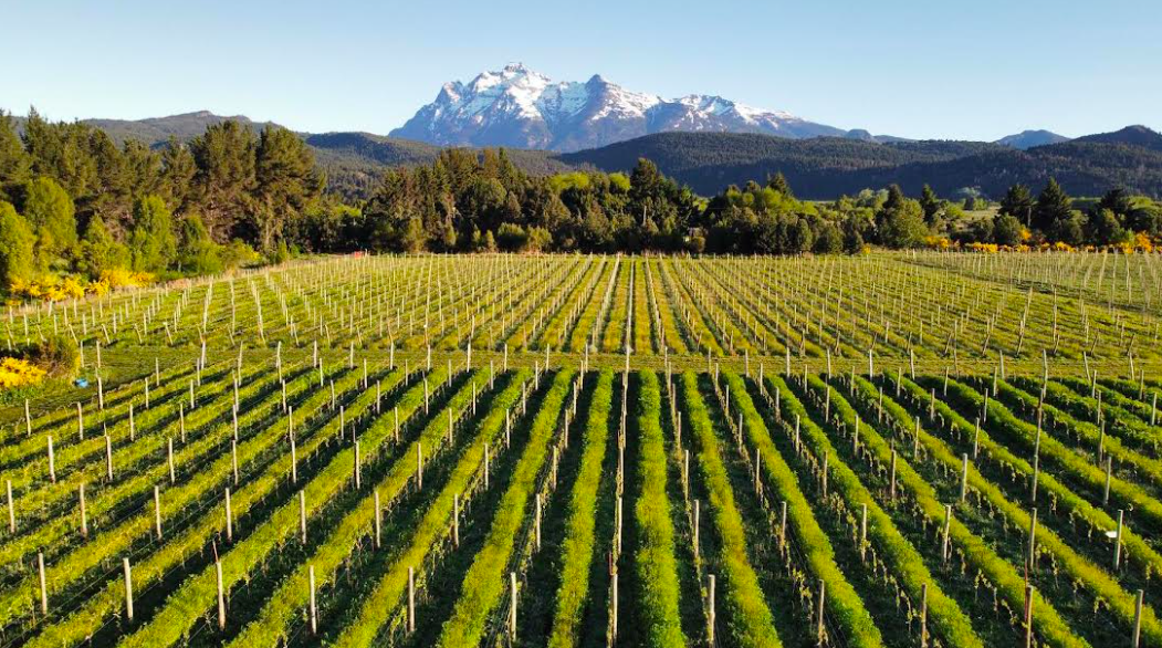 Vinos Del Nuevo Mundo