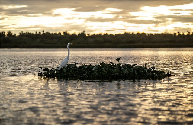 Acapulco Laguna de Tres Palos