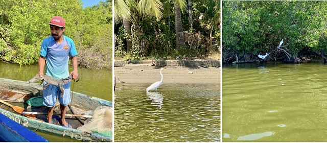Acapulco laguna manglar