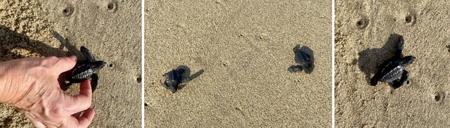 Acapulco suelta tortugas