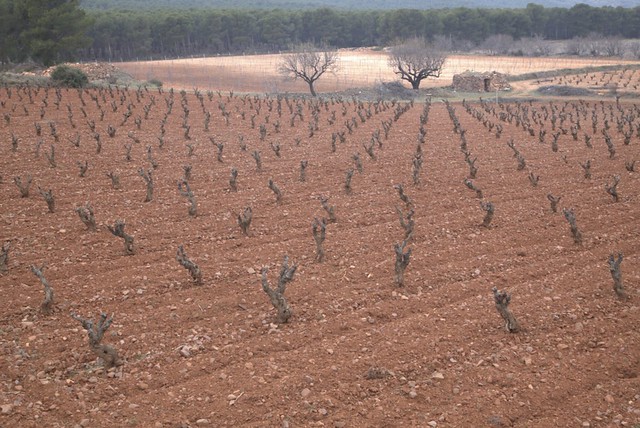Campo de Borja