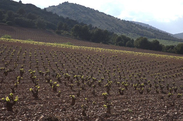 Campo de Borja
