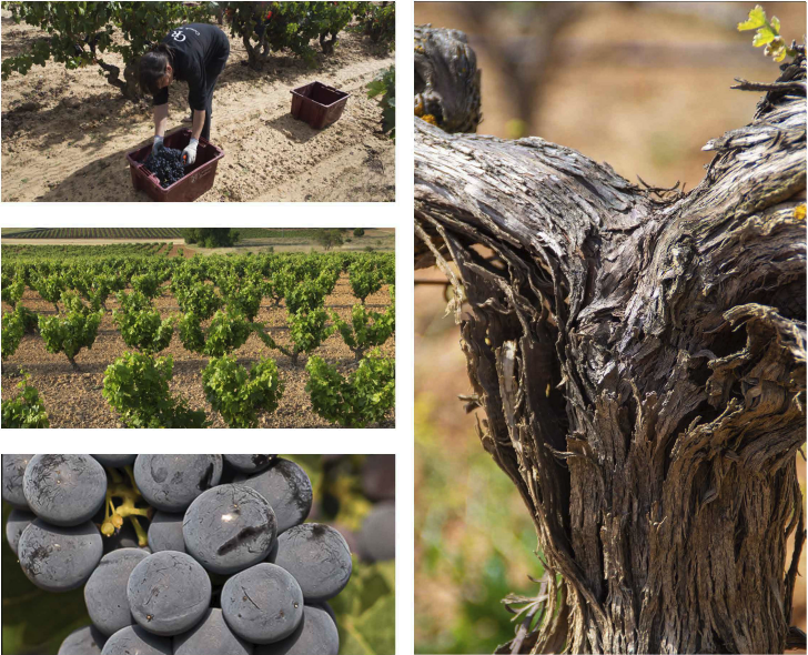 Carmelo Rodero Viticultura sostenible