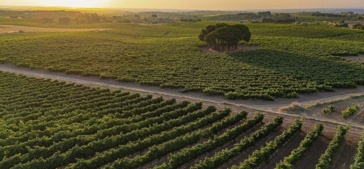 Carmelo Rodero terruño