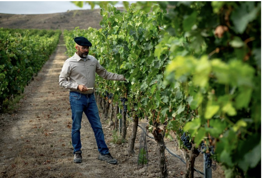 Fuentel&uacute;n 2020: la expresi&oacute;n m&aacute;s elegante y profunda de una parcela &uacute;nica en la Ribera del Duero