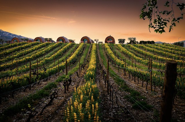 Quinta da Pacheca viñedo