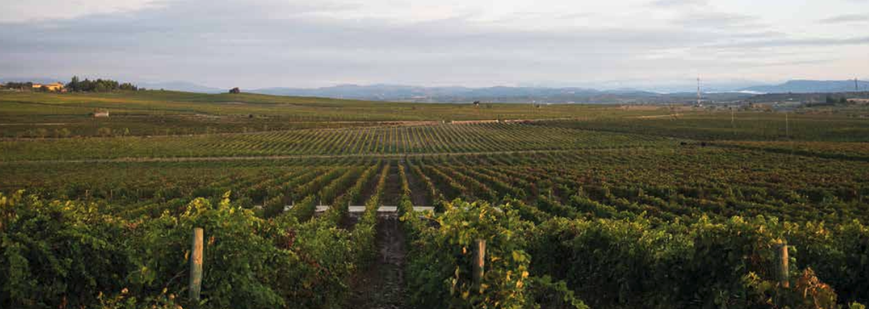 Bodega Laus