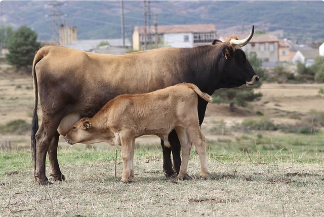 Vacum Vacas