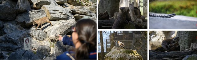 Innsbruck Zoo Alpino