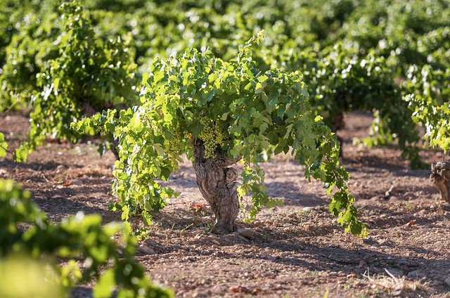 Bodegas Mas que vinos