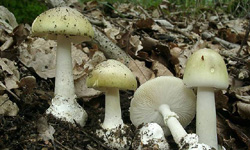 Setas: el manjar del diablo