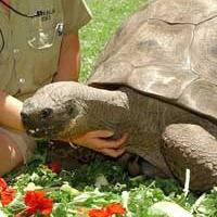 Muere la tortuga Harriet a los 176 años de edad como el animal más viejo del mundo