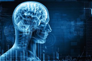 Cerebro en obras: el adulto s&iacute; fabrica nuevas neuronas, y la ciencia lo confirma