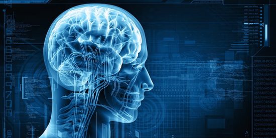 Cerebro en obras: el adulto s&iacute; fabrica nuevas neuronas, y la ciencia lo confirma