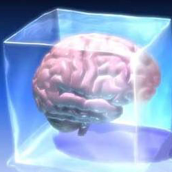 Identifican la parte del cerebro que decide qué cosas vale la pena recordar