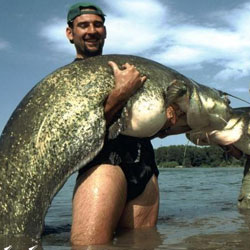 En el r&iacute;o Ebro hay tiburones