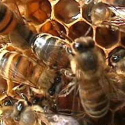 Por qu&eacute; mueren las abejas