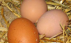 Adelgazar por huevos