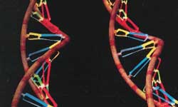 Los cient&iacute;ficos 'leen' siete enfermedades