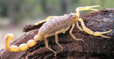 Prueban el veneno de un escorpi&oacute;n como tratamiento contra el c&aacute;ncer