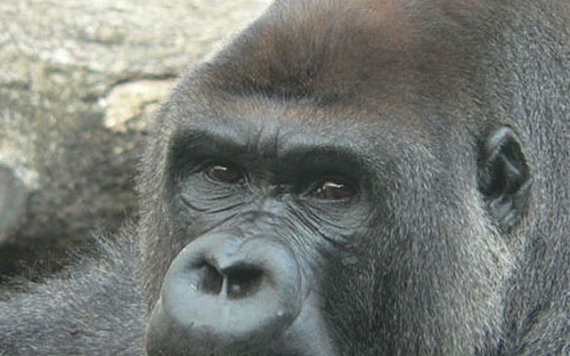 Los gorilas, como los humanos, dan palmadas para llamar la atención