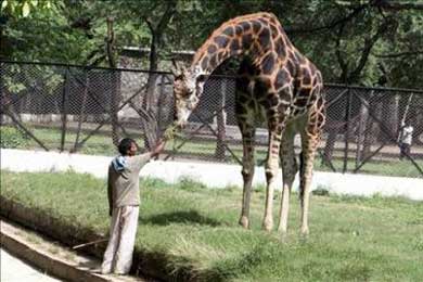 Muere una jirafa donada por Chile al zool&oacute;gico de la ciudad ecuatoriana de Loja