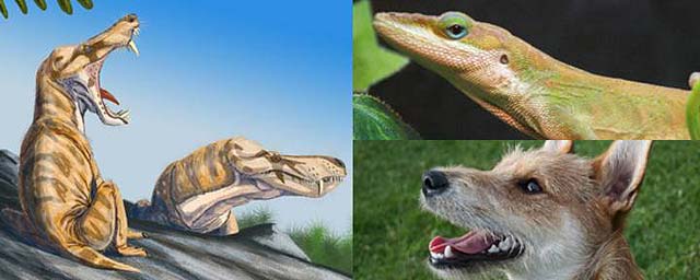 El pelo de los mam&iacute;feros tuvo su origen en los reptiles