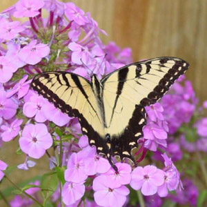 Europa se quedar&aacute; sin mariposas