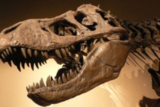 Archibald: "el impacto de un meteorito no fue la &uacute;nica causa de la extinci&oacute;n de los dinosaurios"