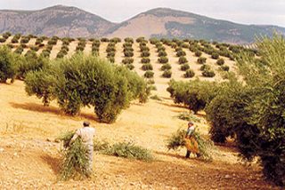 COAG ratifica que la cosecha de aceite de oliva no superar&aacute; 1,2 millones de toneladas por sequ&iacute;a