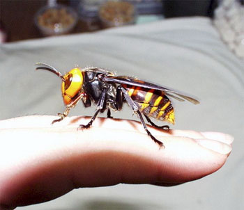 Los alérgicos a las picaduras de avispa y abeja disponen ya de una vacuna efectiva