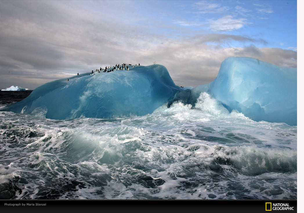 Pingüinos al rescate