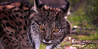 Tres hembras de lince dan a luz en libertad en Do&ntilde;ana