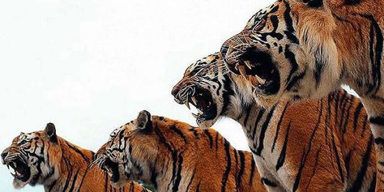 Una tigresa mata a otra en el zoo de Madrid delante del público