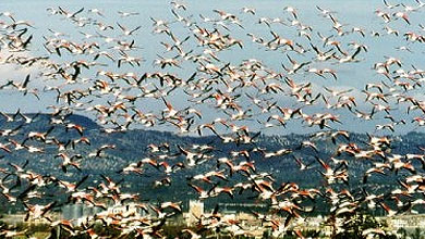 Los flamencos del Delta del Ebro no han tenido cr&iacute;as este a&ntilde;o
