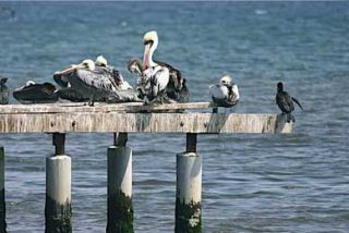 Un buque derrama 6.000 litros de combustible en Per&uacute;