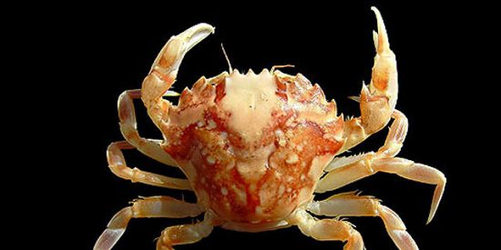 120.000 especies habitan en el mar