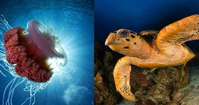 Las "celebrities" de los océanos